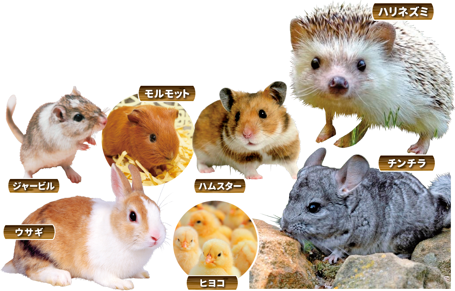 動物のイメージ