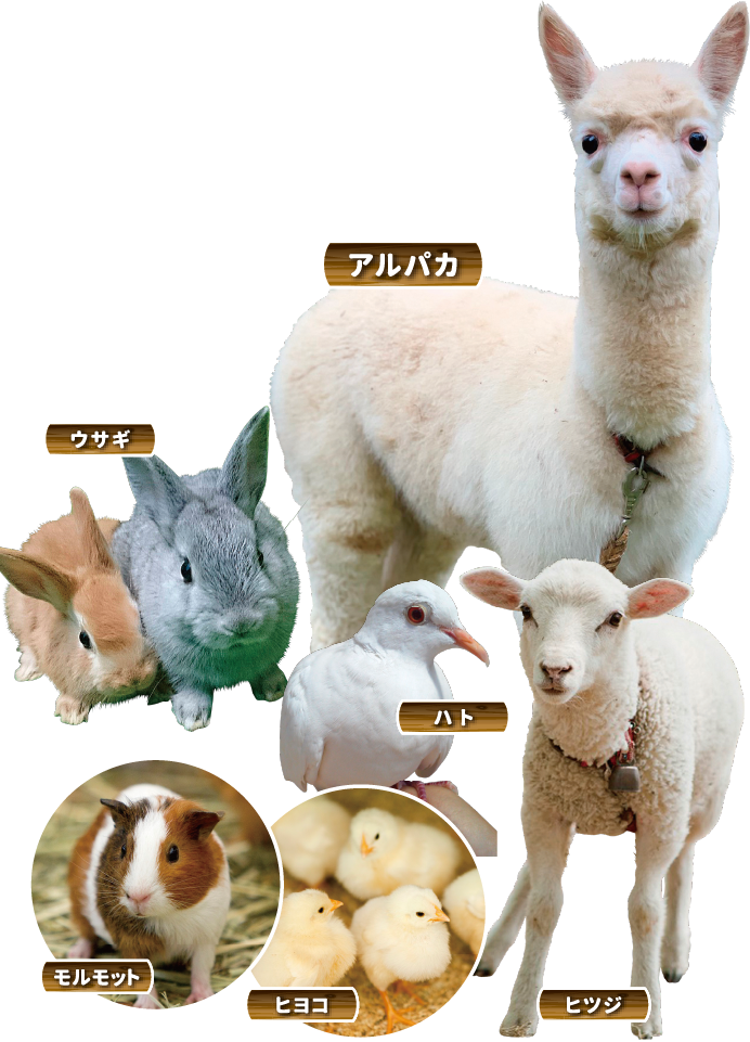赤ちゃん動物のイメージ